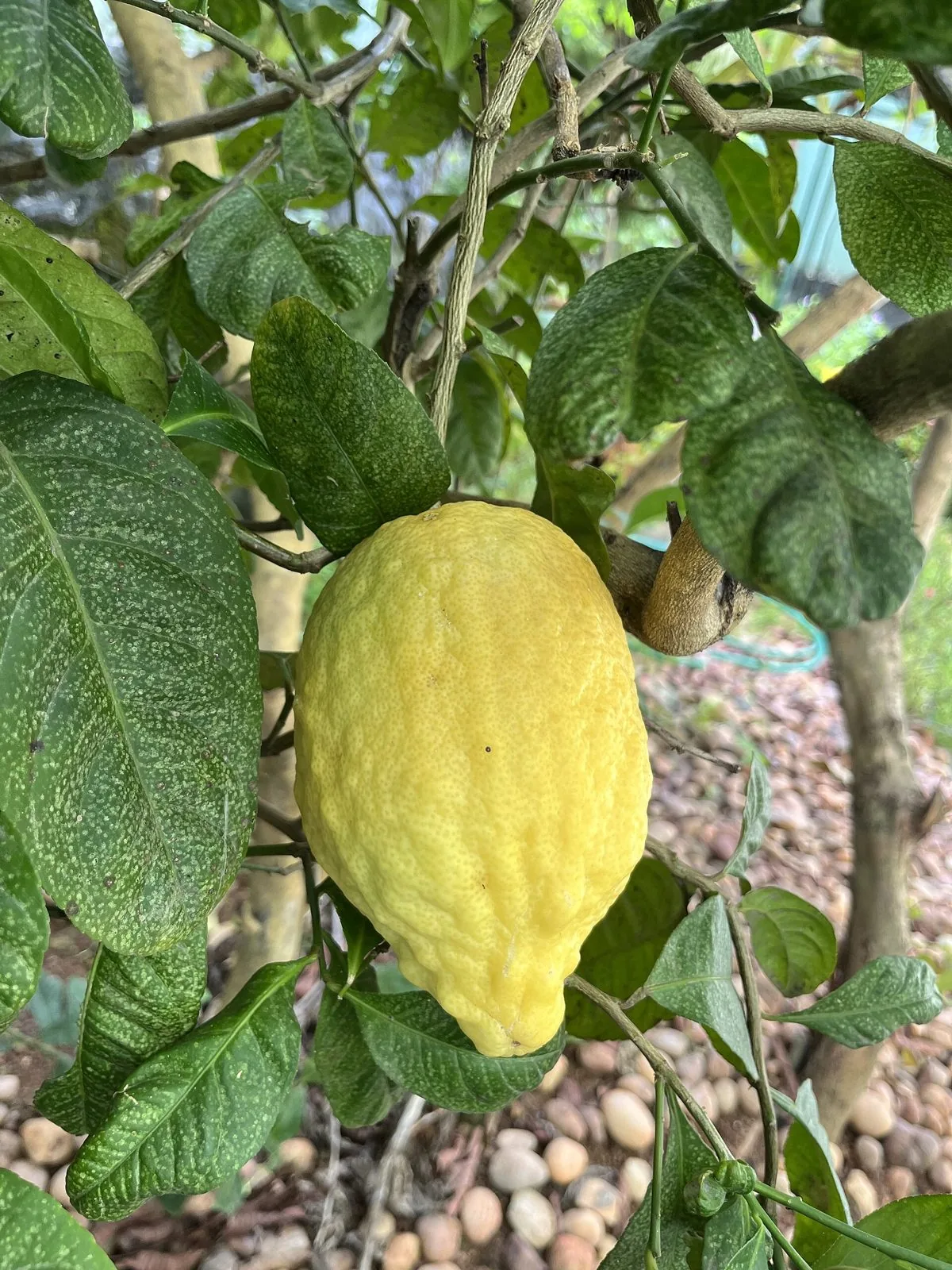 Frutto maturo di cedro liscio diamante sulla pianta